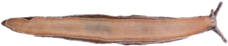 Deroceras sturanyiHAMMARSNIGEL7,3 × 35,8 mm